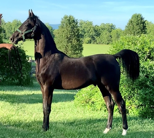 arabian black horse for sale