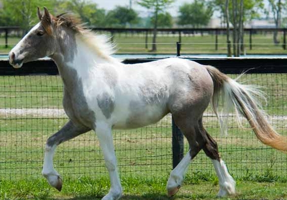 arabian gypsy vanner cross