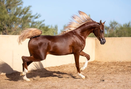 arabian gold horse