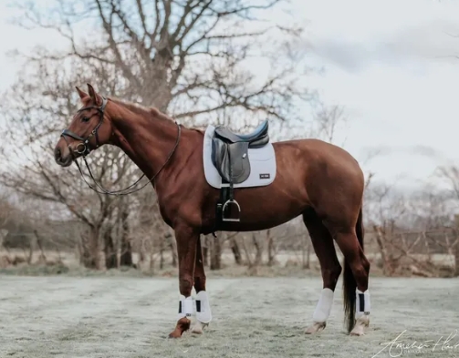 husk equestrian