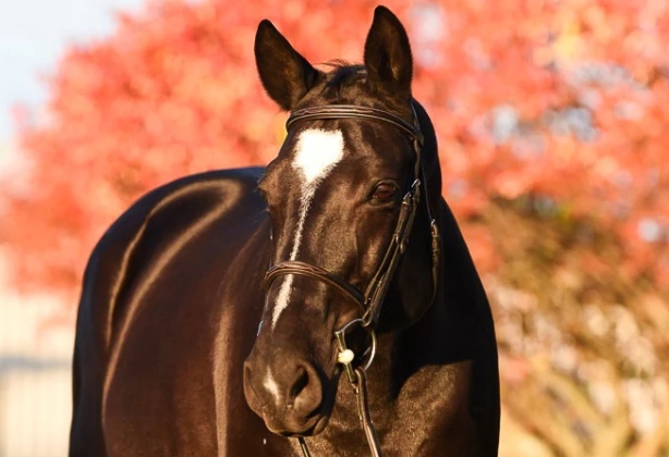 avon equestrian center