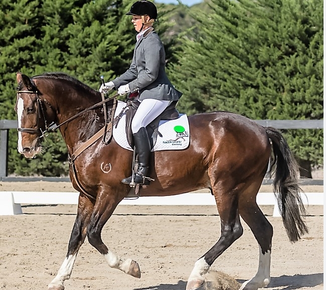 avoca park equestrian