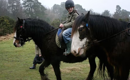 ashdown equestrian centre