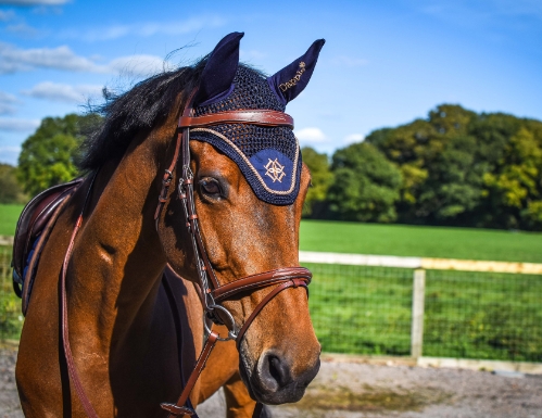 dapple equestrian