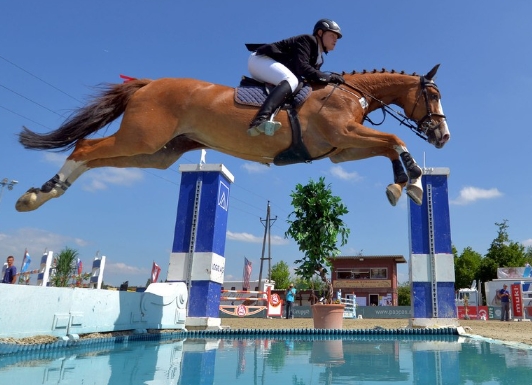 show jumping horse for sale