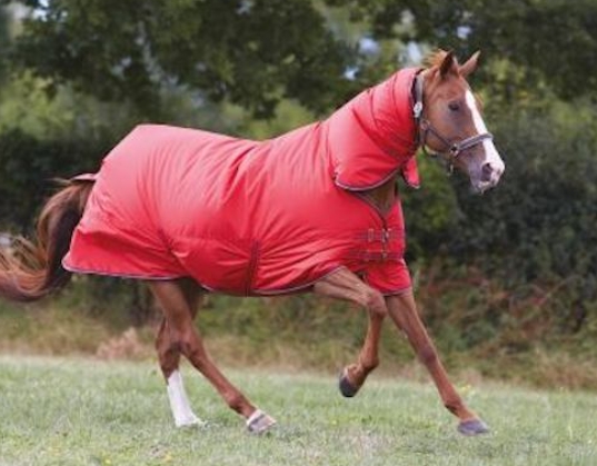aldi equestrian