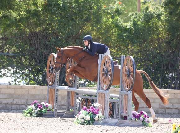 bay ridge equestrian