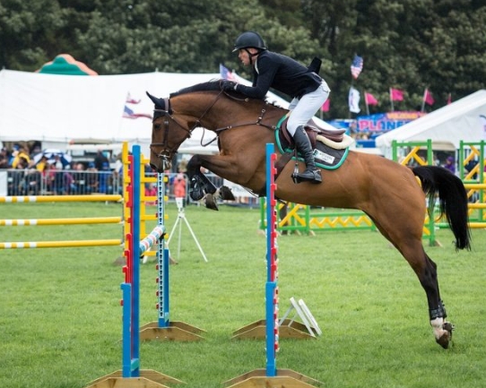 best horses for show jumping