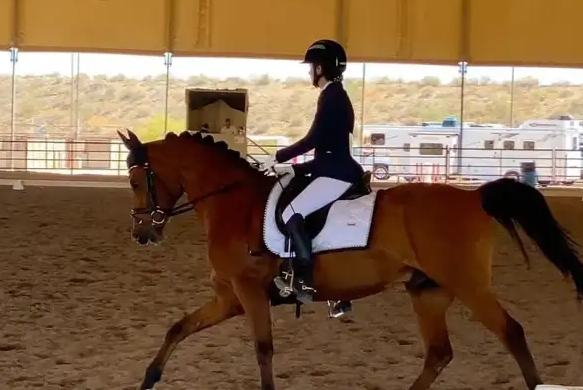 arabian dressage