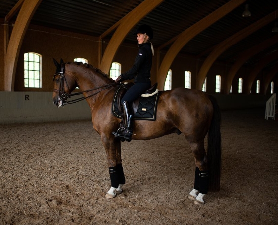 equestrian stockholm black gold