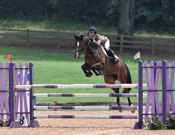 equestrian stockholm lila