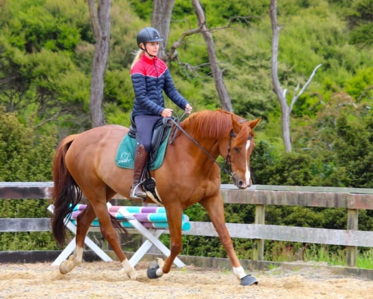 alchemy equestrian