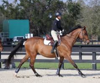 anne auty equestrian