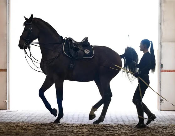 aurum equestrian