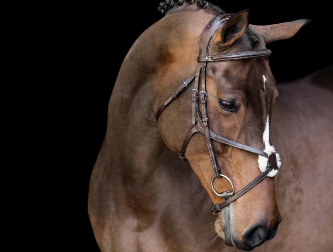 artemis equestrian
