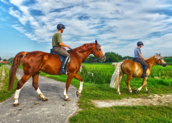 horses riding