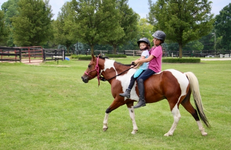 blackstone equestrian