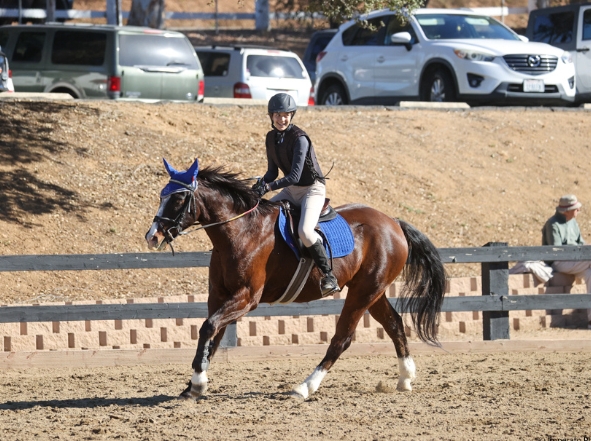 blossom hill equestrian