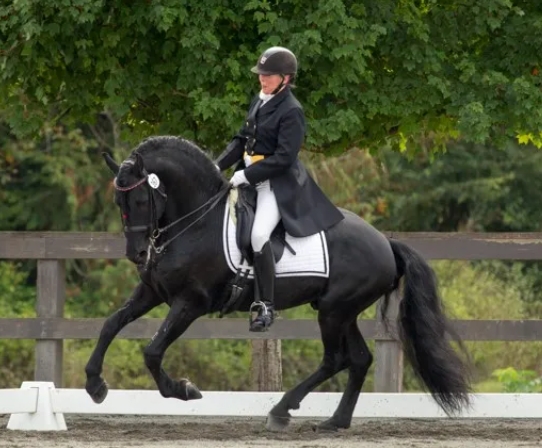 black horse dressage