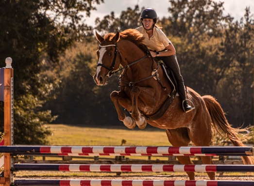 checkmate equestrian