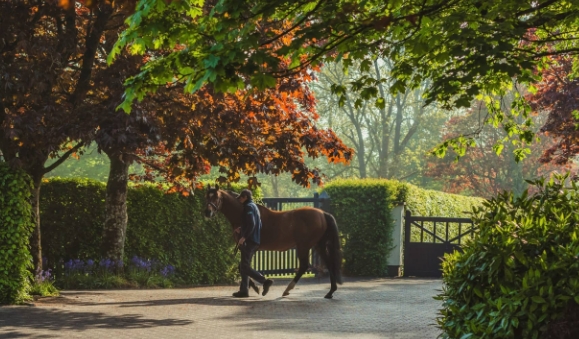 cashel equestrian centre