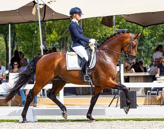 bth equestrian