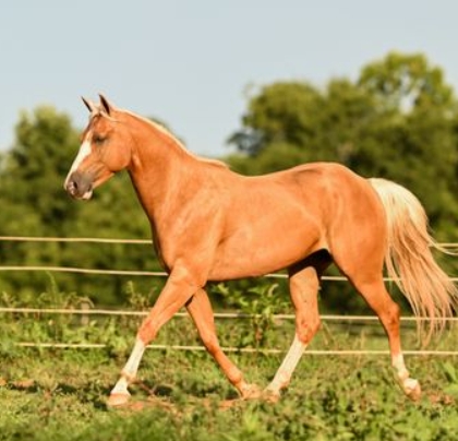 bradshaw equestrian center