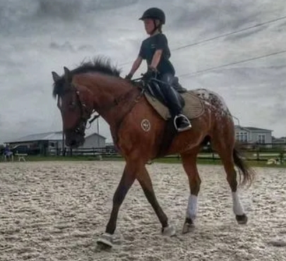 black moon equestrian