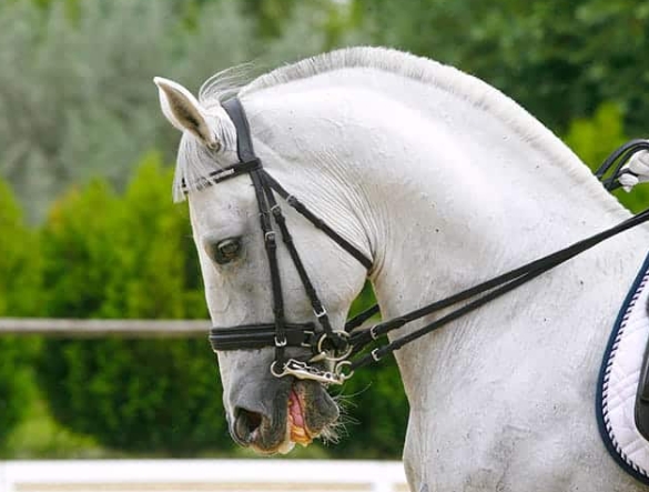 bits equestrian