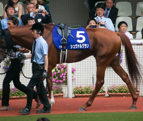cheval equestrian