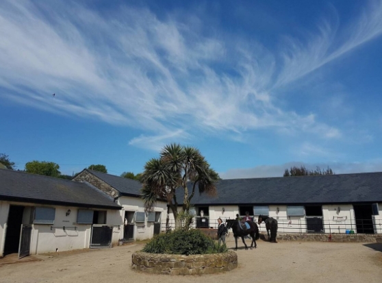 boswells equestrian