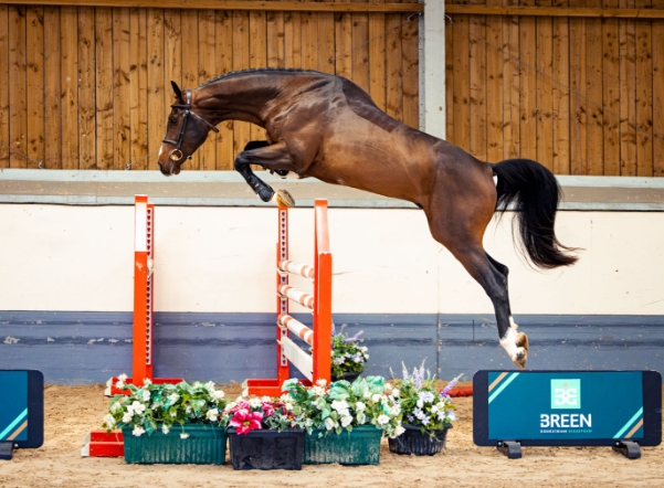 breen equestrian