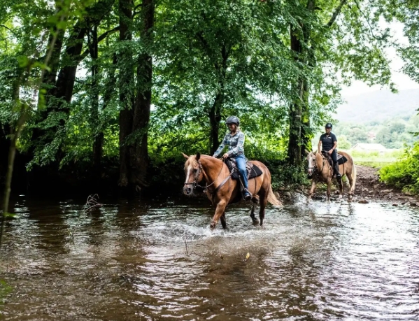 blackberry equestrian