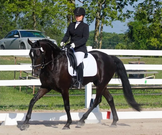 black knight equestrian