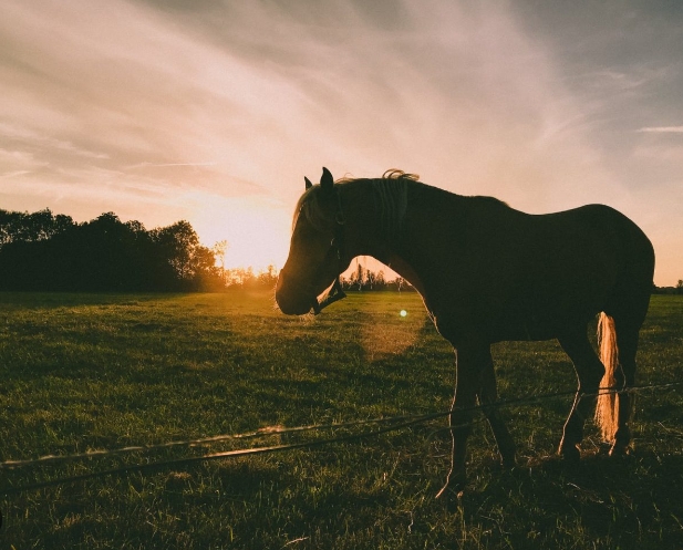 brighton equestrian club