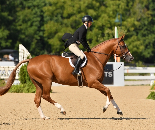 dressage and jumping