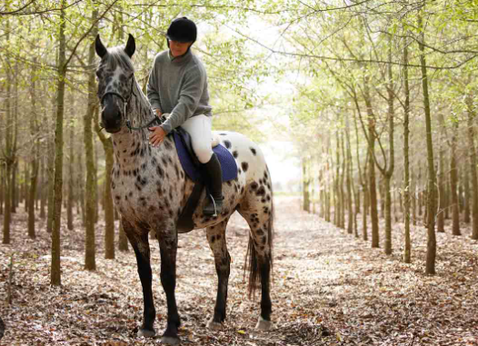 equestrian horse price