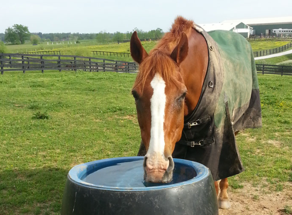 drinkwater equestrian