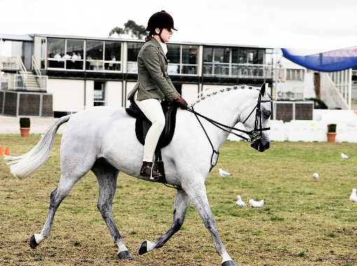 equestrian horse riding