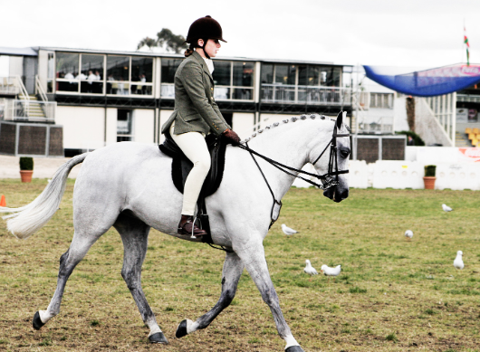 english equestrian