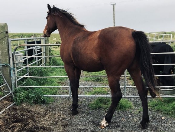 done deal equestrian