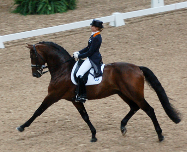 dressage equestrian