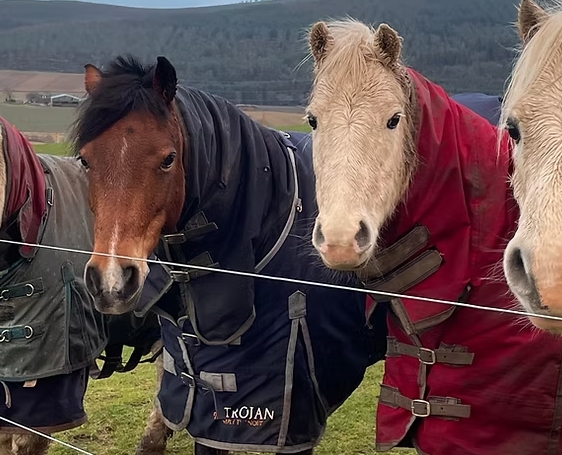courageous equestrian