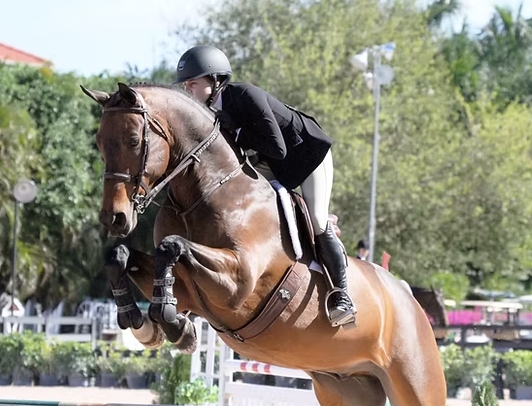 eq horse