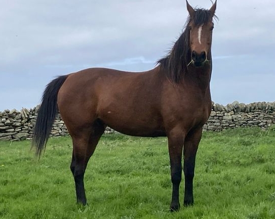 equestrian done deal