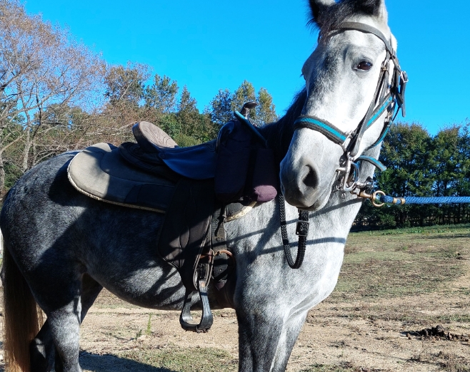 country time equestrian events