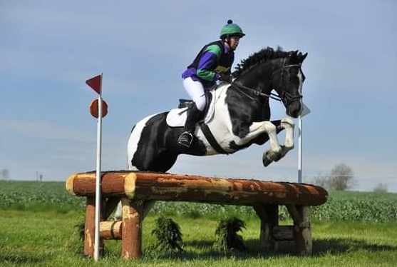 eventing horse