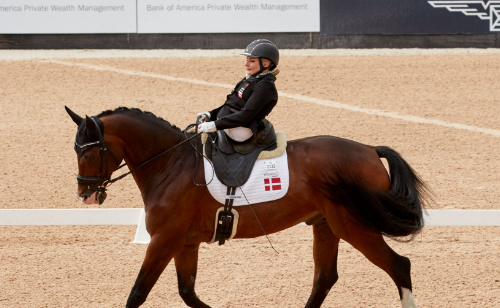 fei para dressage