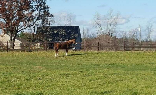 groveland equestrian center