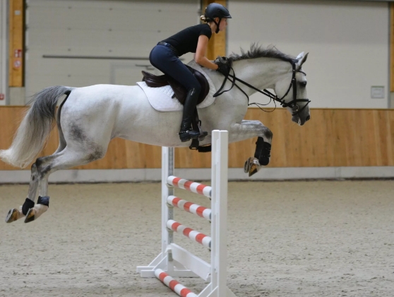 equestrian show jumping